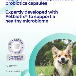 סי די תמונה סי די תמונה