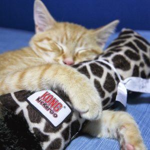 קונג קיקרו 2