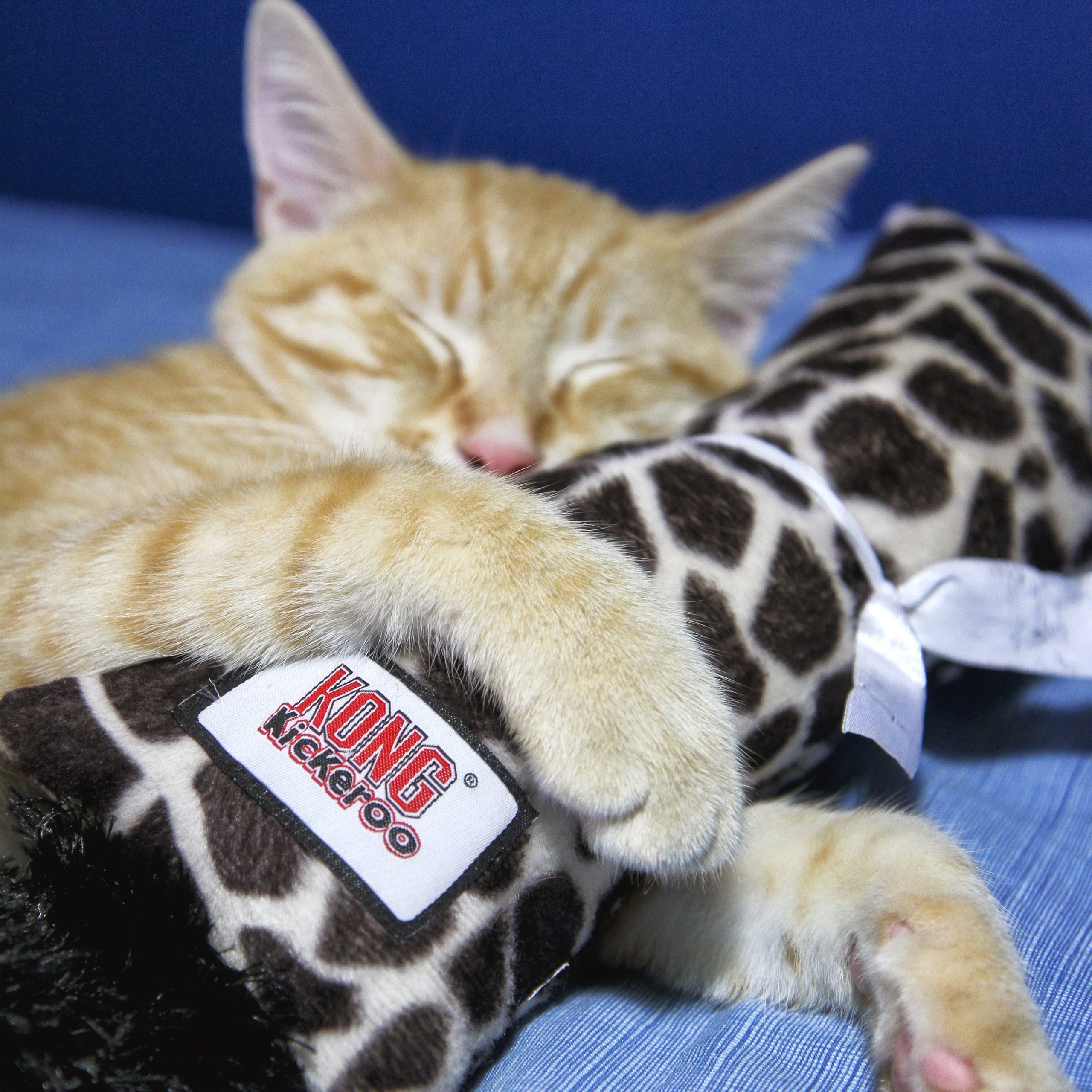 קונג קיקרו 2