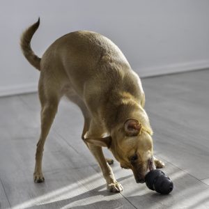 קונג אקסטרים 3