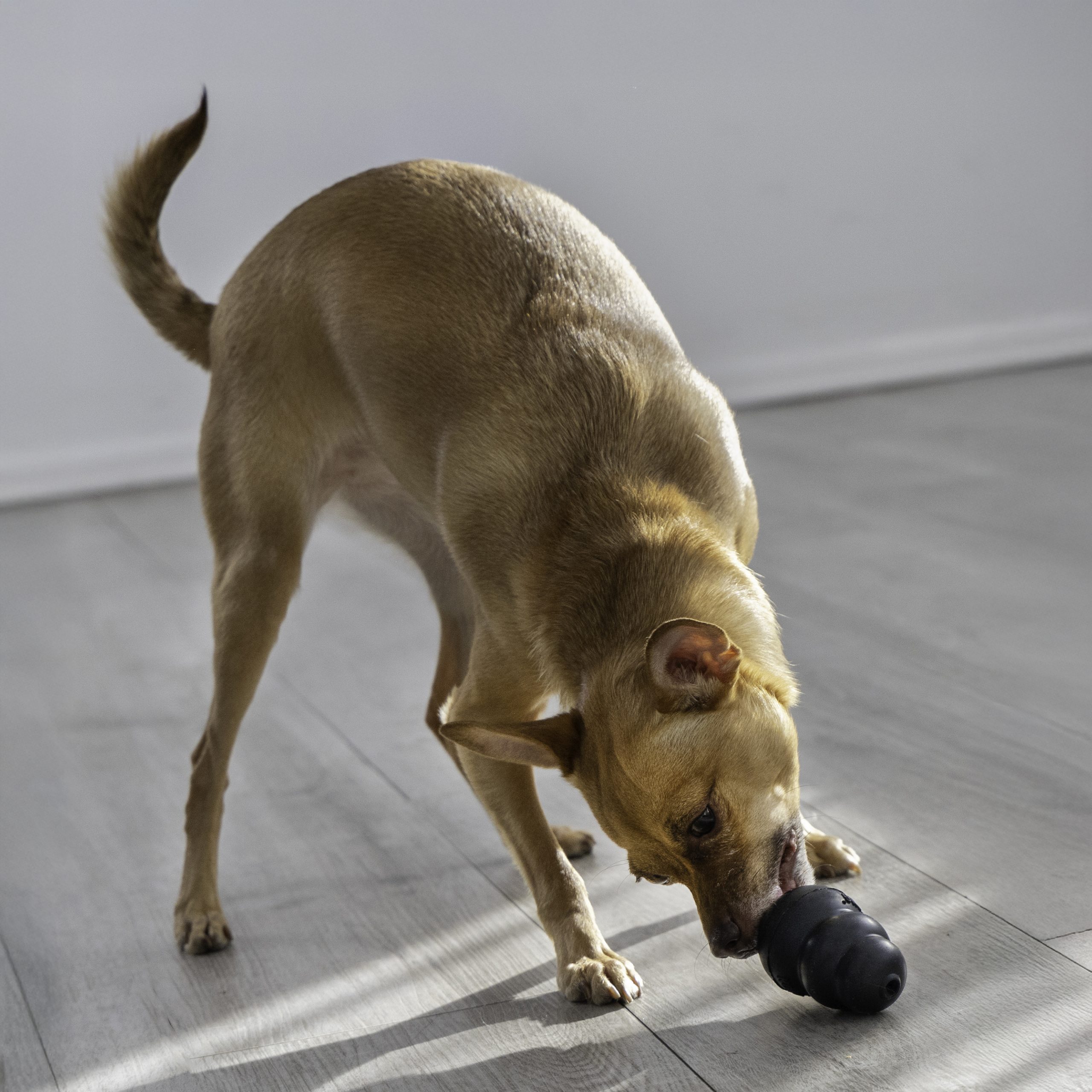 קונג אקסטרים 3