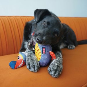 קונג בליסטי ציפורים 3 קונג בליסטי ציפורים 3