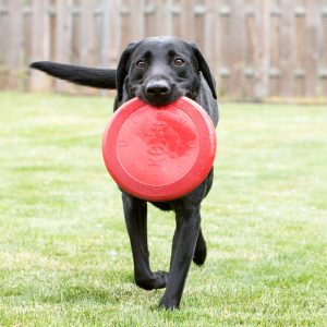 קונג צלחת מעופפת תמונה