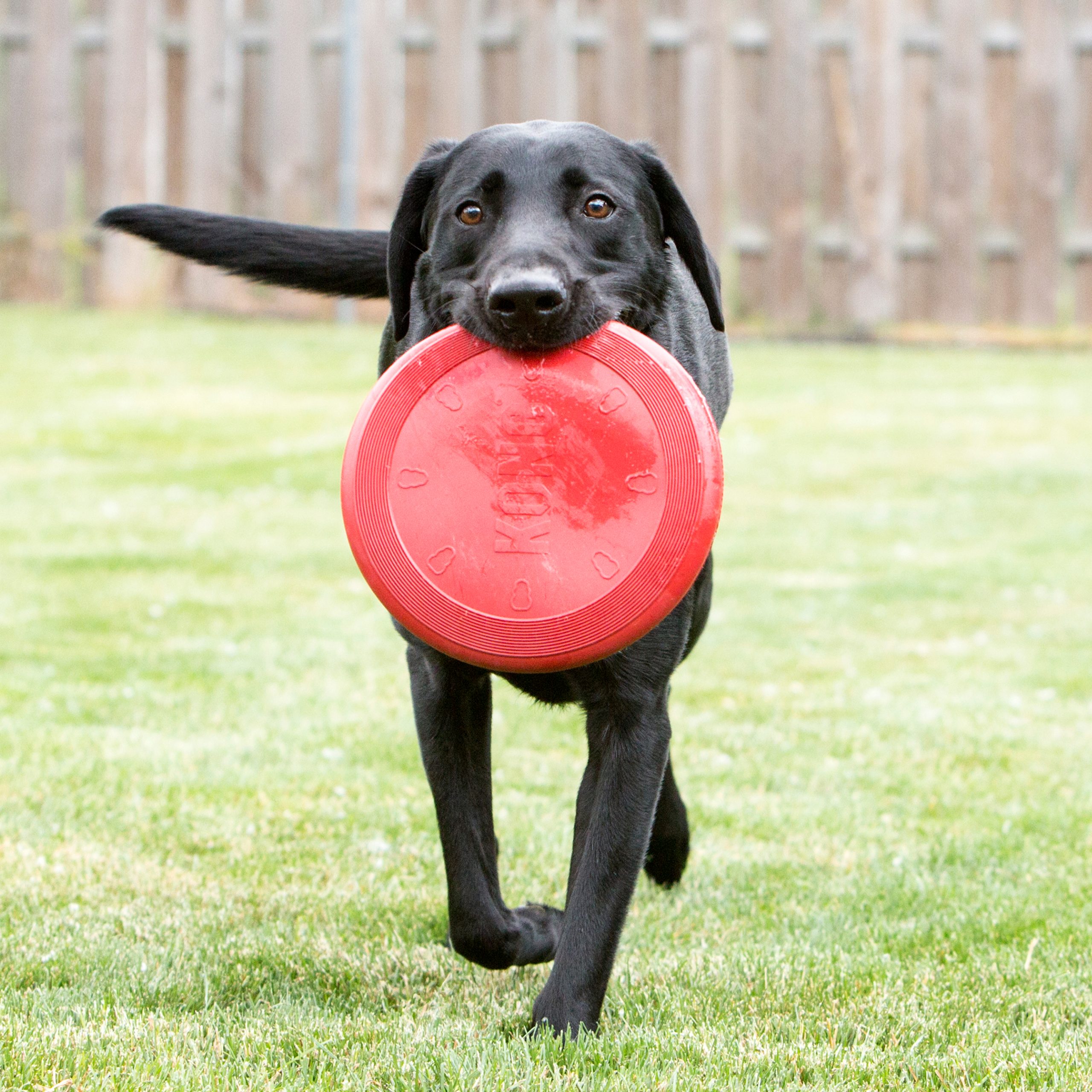 קונג צלחת מעופפת תמונה