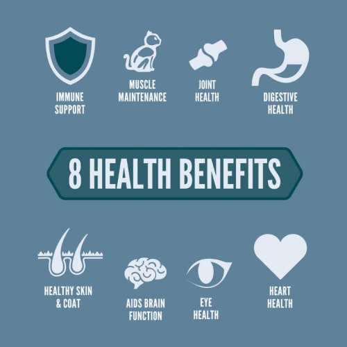 אוריג’ן חתול 8 -Orijein