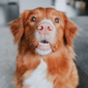 גו! כלב סנסטיב סלמון 9.98 קג !Go תמונה