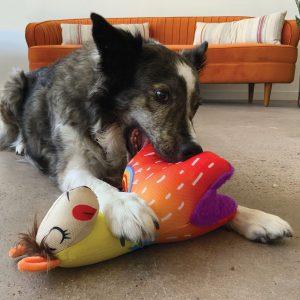 קונג בליסטי למה 2 קונג בליסטי למה 2