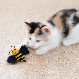 Calico Kitten Playing Calico Kitten Playing