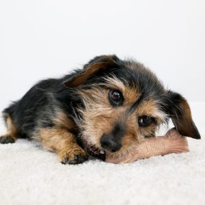 קונג אולטרא עצם 3 קונג אולטרא עצם 3