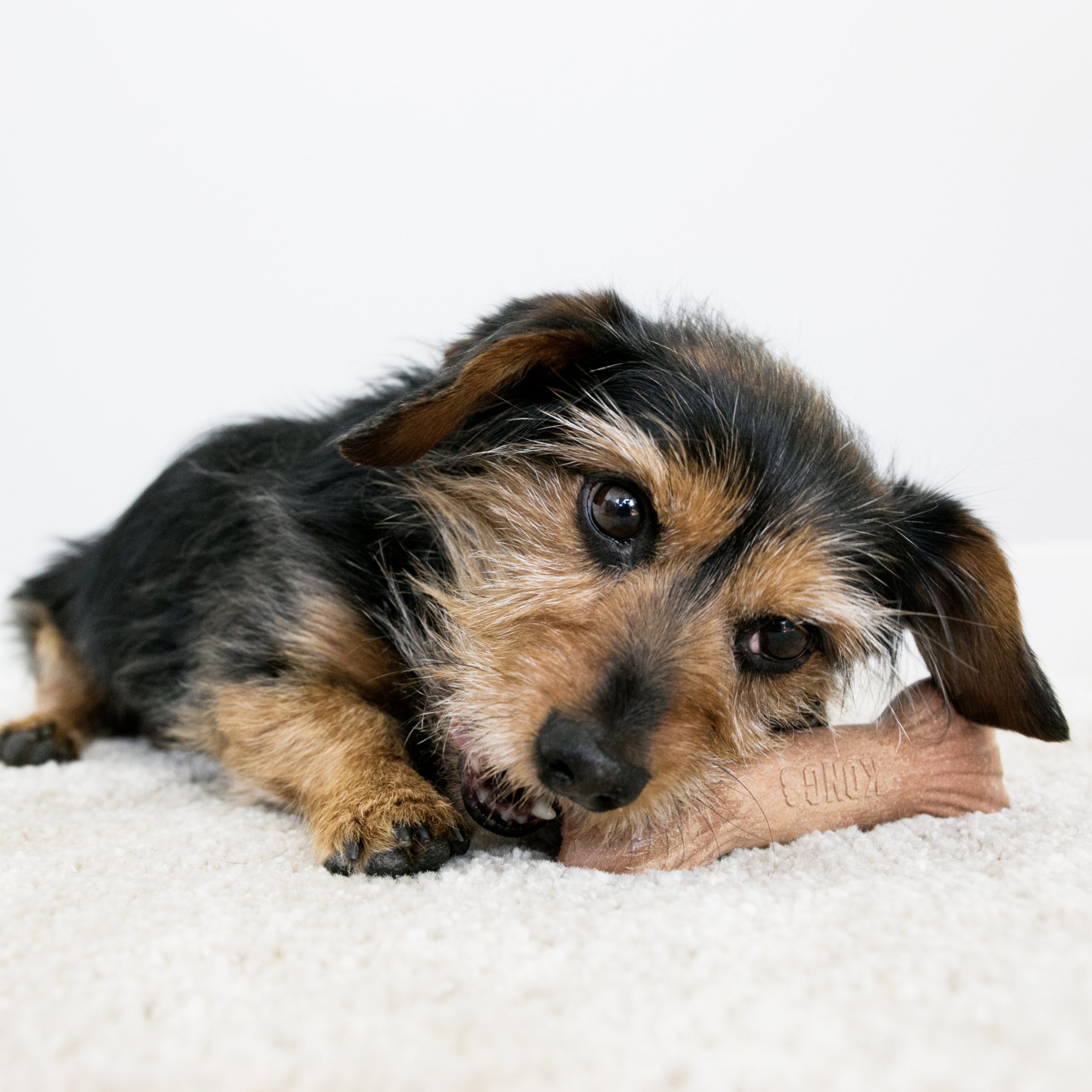 קונג אולטרא עצם 3 קונג אולטרא עצם 3