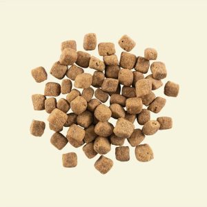 נאו גור כלב Now