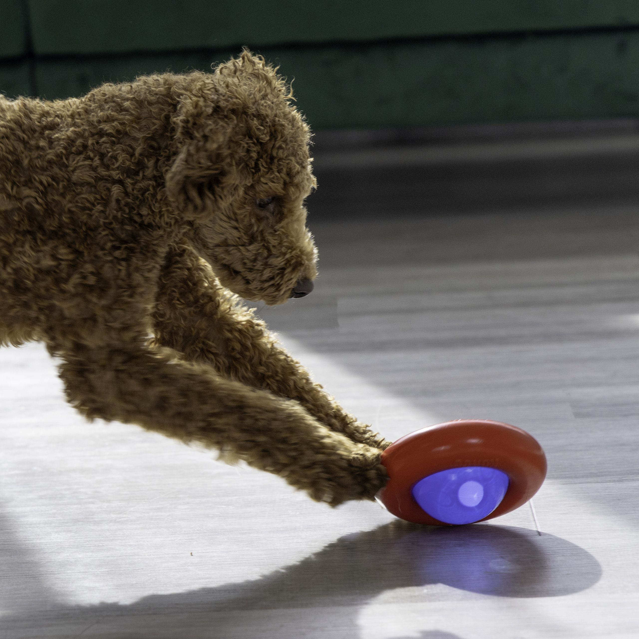 קונג גיירו לכלב 3