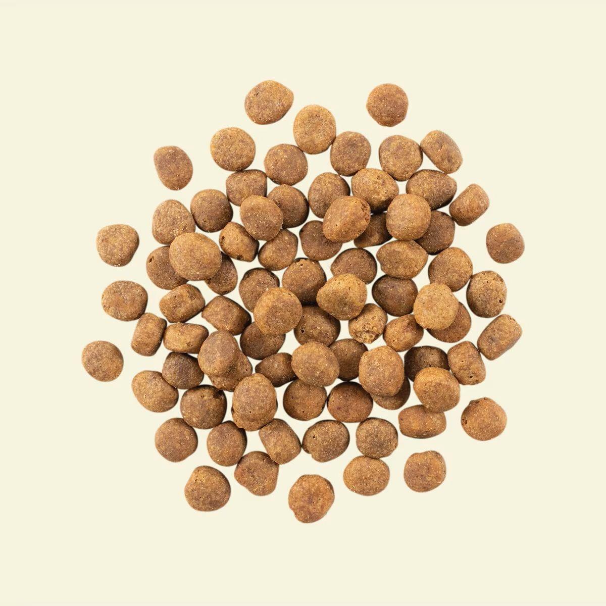 נאו כלב בוגר דגים Now