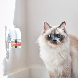 קטקומפורט 3 קטקומפורט 3