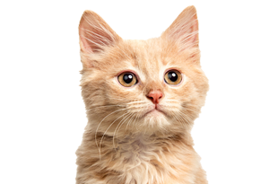 אוכל לגורי חתולים