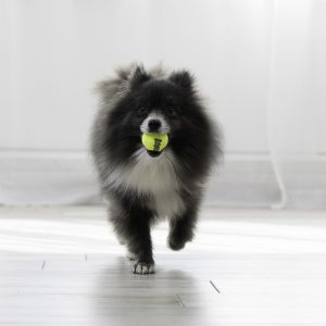 קונג שלישיית כדורי טניס 3