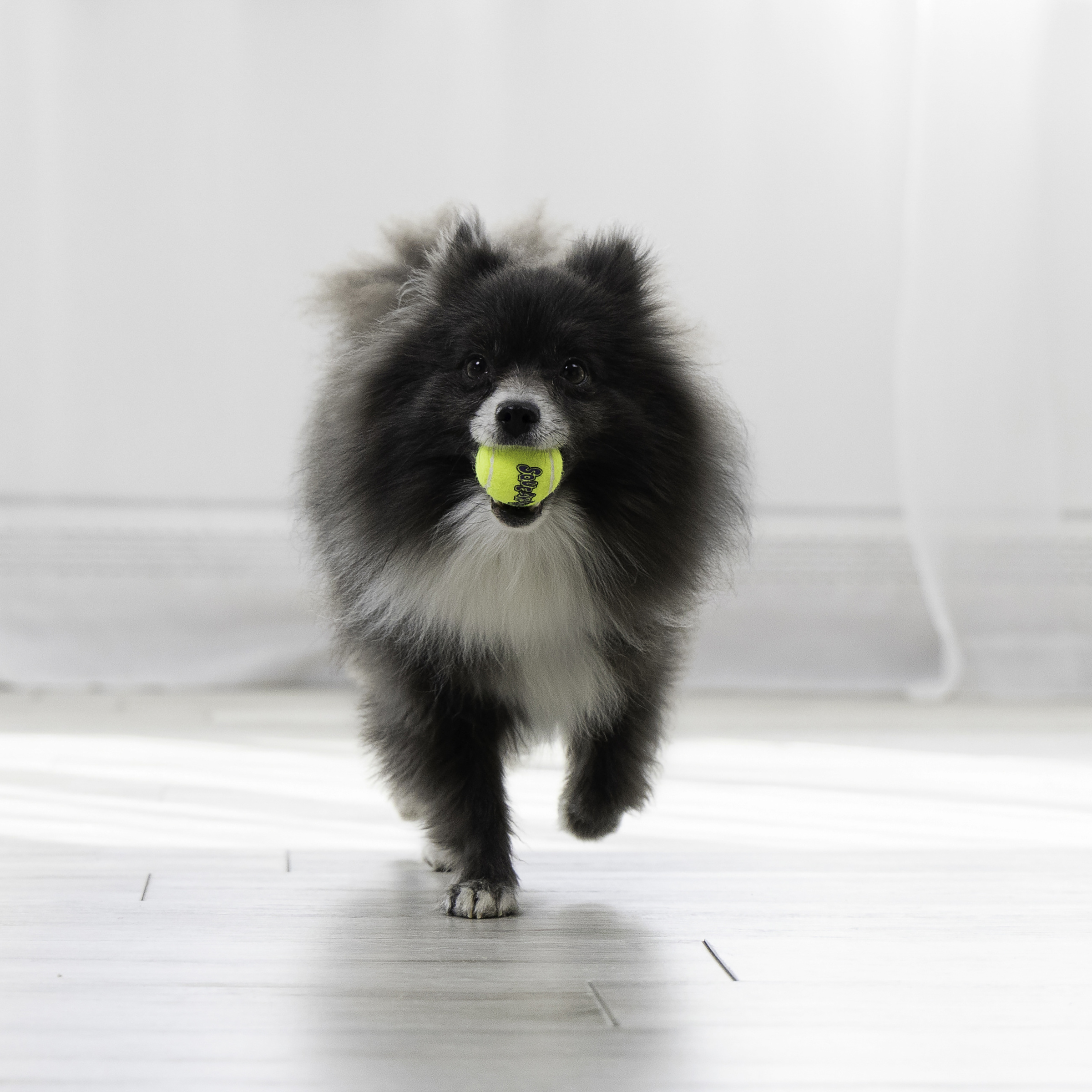 קונג שלישיית כדורי טניס 3