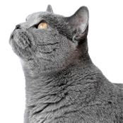 אוכל לחתולים בוגרים