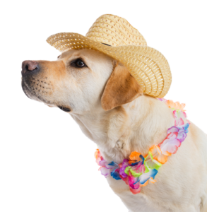 משחקים לכלבים