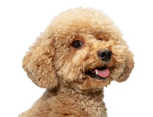 אוכל לגורי כלבים