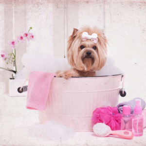 תכשירים לכלב